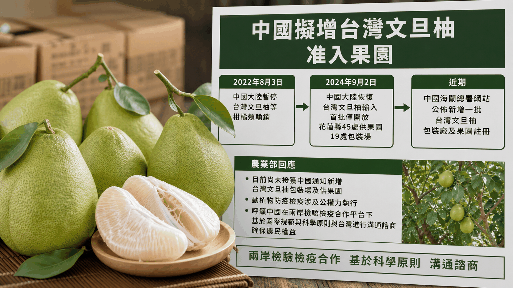 中國擬增臺灣文旦准入果園　農業部：尚未接獲通知 | 兩岸 | 中央社 CNA 封面圖